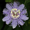 Ayahuasca Passion Flower